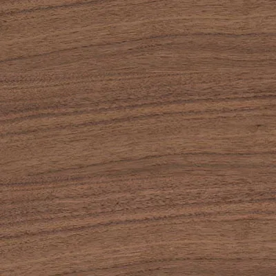 American Walnut 1